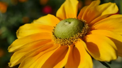 Orange Rudbeckia hirta also known as Irish Spring flower in the garden 4K 3840X2160 UltraHD footage
