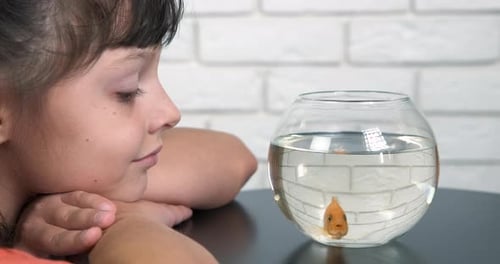 Child Watching Pet Goldfish Swimming in Bowl