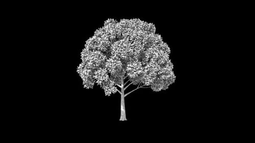 Tree Growth Reveal Animation With Alpha Channel