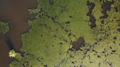 Ansicht von oben nach unten Algen leben auf der Wasseroberfläche