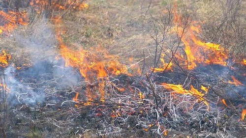 Burning Dry Grass, Trees, Bushes, and Haystacks with Caustic Smoke. Fire in the Forest. Slow Motion
