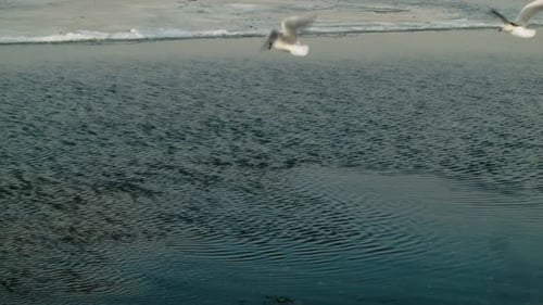 Seagulls 8