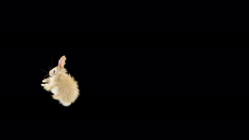 3D Animated Fluffy Rabbit Jumping and Rotating with Alpha Channel