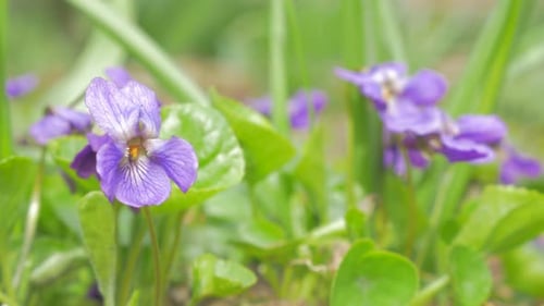 Common European violet flower buds also known as Viola Odorata in the garden 4K 2160p UHD footage -