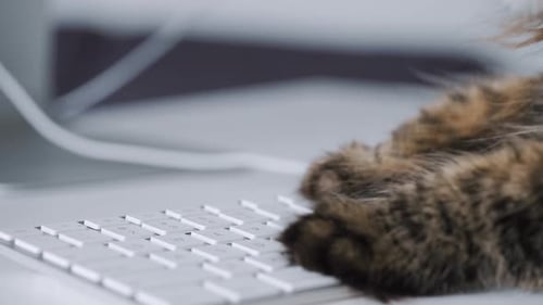 Tabby Cat Typing on Modern Keyboard
