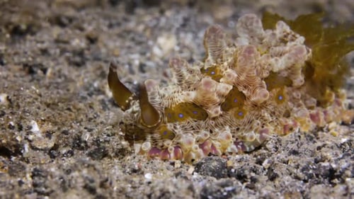 A beautiful decorated Nudibranch sliding effortlessly along the bottom of the ocean