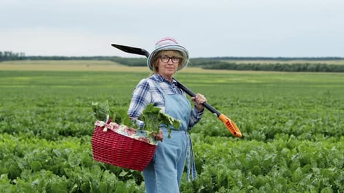 Middle Aged Woman Standing On Field Of Beets, Large Field With The Harvest