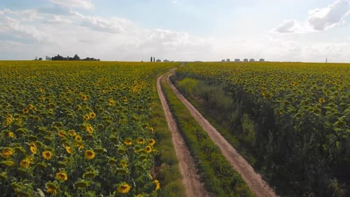 Flug über ein Feld mit Sonnenblumen vor dem Hintergrund von Gewitterwolken