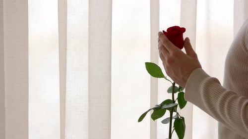 Close Up of Hands Gently Touching Red Rose