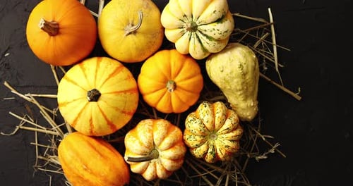 Assorted Pumpkins on Black Background with Straw
