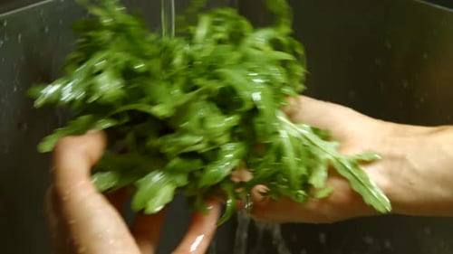 Washing Fresh Arugula in the Sink