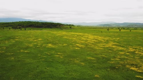 A Lush Grass Field for Grazing Cattle and Horses