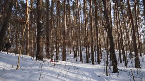 Criança desliza colina abaixo no trenó vermelho na floresta ensolarada