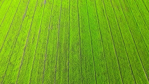 The sapling of the green rice plant. Video of fresh spring rice field