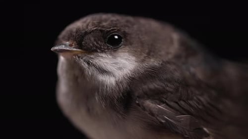 Detailed Close-Up of a Bird Head on Black