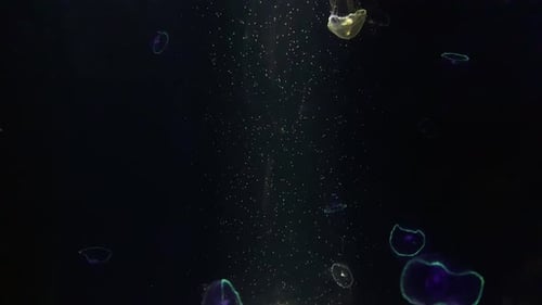 Jellyfish - Aequorea Victoria - at Kamon Aquarium, Japan.