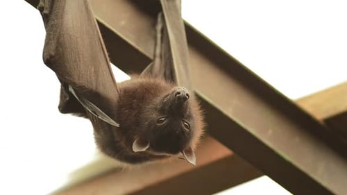 Murciélago zorro volador indio