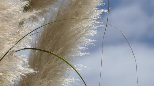 Pampas Grass Swaying in Breeze
