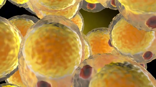 A cluster of Fat cells floating in the body