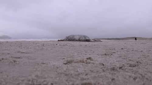 Dead Seal on the Donegal Coast of Ireland