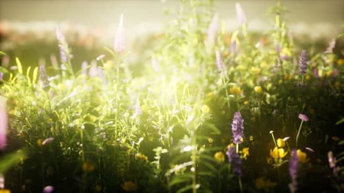 Wild Flowers in the Field