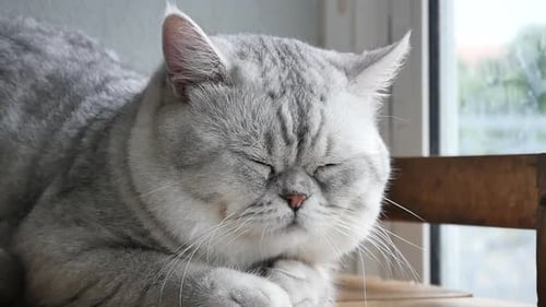 Gray Cat Sleeping Peacefully in Daytime Indoors