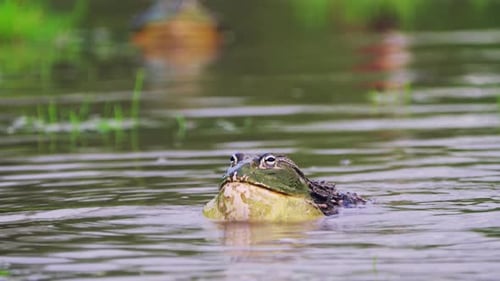 Big African Bullfrog Expanding Throat In A Puddle In Central Kalahari Game Reserve, Botswana. - Clos