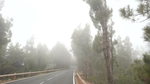 POV Driving Through a Pine Forest in Mountains. Point of View Driving, View From Inside the Car