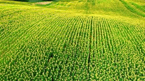 Stunning sunflower field in summer, aerial view