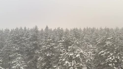 Snowy Winter Forest Aerial Landscape
