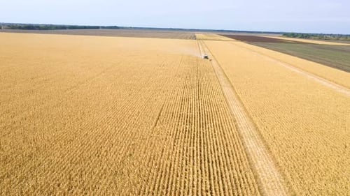 Combine Machines Harvesting Corn In The Field