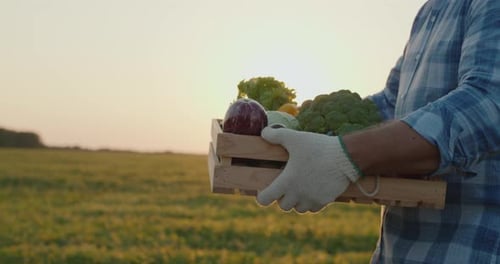 A Farmer Carries a Box of Fresh Vegetables From His Field at Sunset