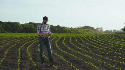 Farmer Uses Tablet in the Field of Young Sunflower
