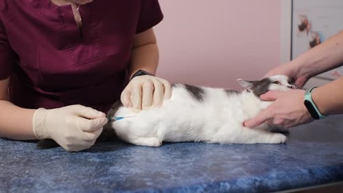 Veterinarian Giving Injection to White and Gray Cat