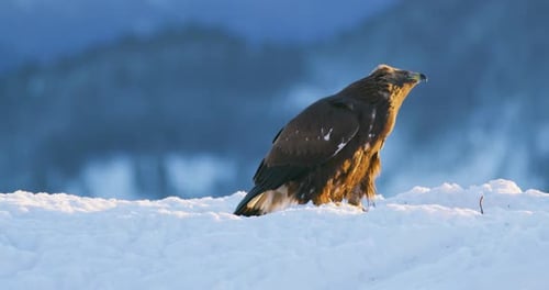 Golden Eagles Fighting in the Snow in Winter