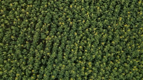Aerial View of Sunflowers Field, Drone Moving Across Yellow Field of Sunflowers, Rows of Sunflowers