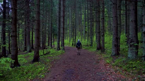Man Walking In Deep Forest. Young man whit a gray hat walking in the pine forest. Spring season.