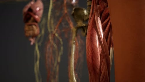3D Human Anatomy Reveal Showing Body Systems