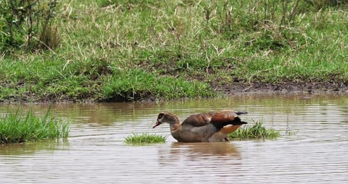 Goose Eats Grass in Shallow Water
