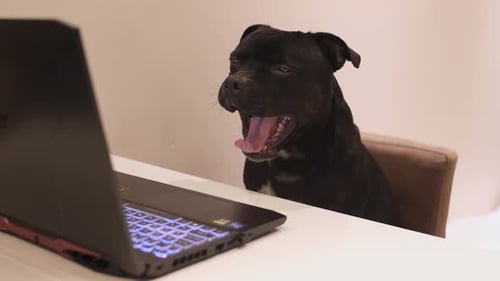 Dog Sits at Desk Yawns Looking at Laptop