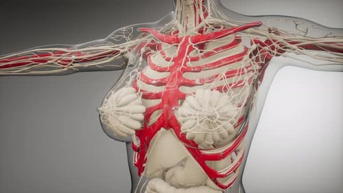 Medical 3D Animation of Female Human Torso Anatomy