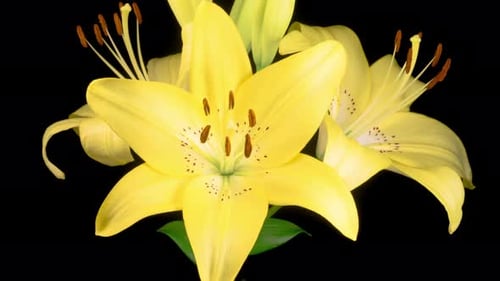 Yellow Lily Flower Blooming Time Lapse on Black
