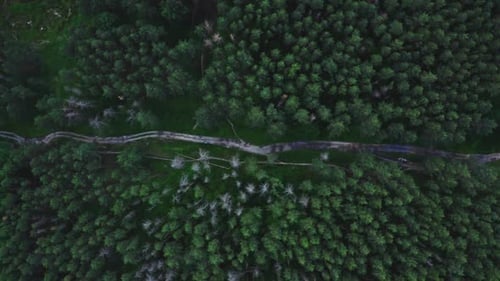 View From Above In The Forest