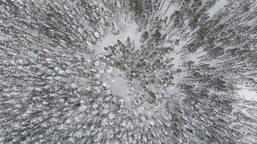 Winter Forest