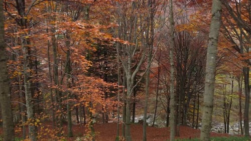 Autumn Mountain Forest, Fall Trees Aerial View