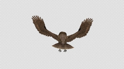 Owl - Spotted - Flying Loop - Back View