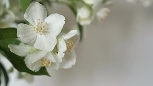 Close-Up View of Beautiful Jasmine Flowers