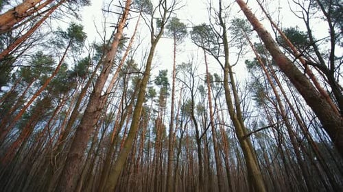 Pine Trees in a Cloudy Forest