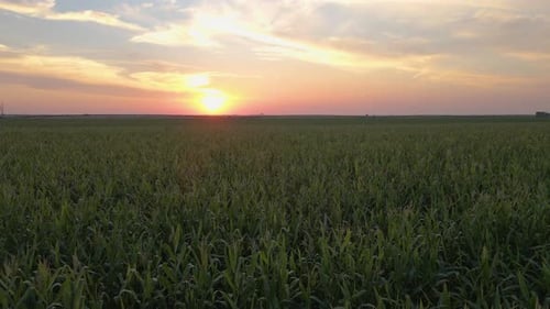 Maisfeld im Sonnenuntergang
