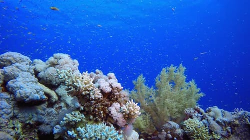Underwater Sea Coral Tropical Reef